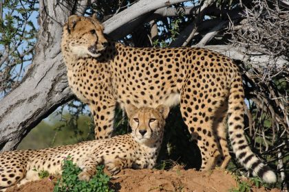 How Are Domestic Cats and Cheetahs Related? Understanding Their Shared Evolutionary History