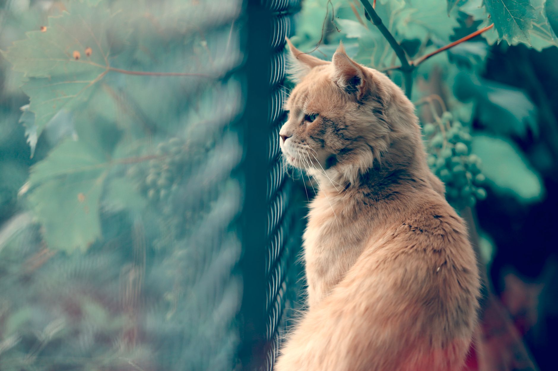 When Should an FIV-Positive Cat Be Euthanized? Understanding Quality of Life Decisions