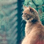 A Cat Quality of Life Checklist: Knowing When It May Be Time to Say Goodbye