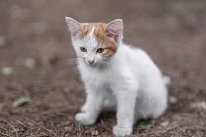 When Does A Kitten Become A Cat?