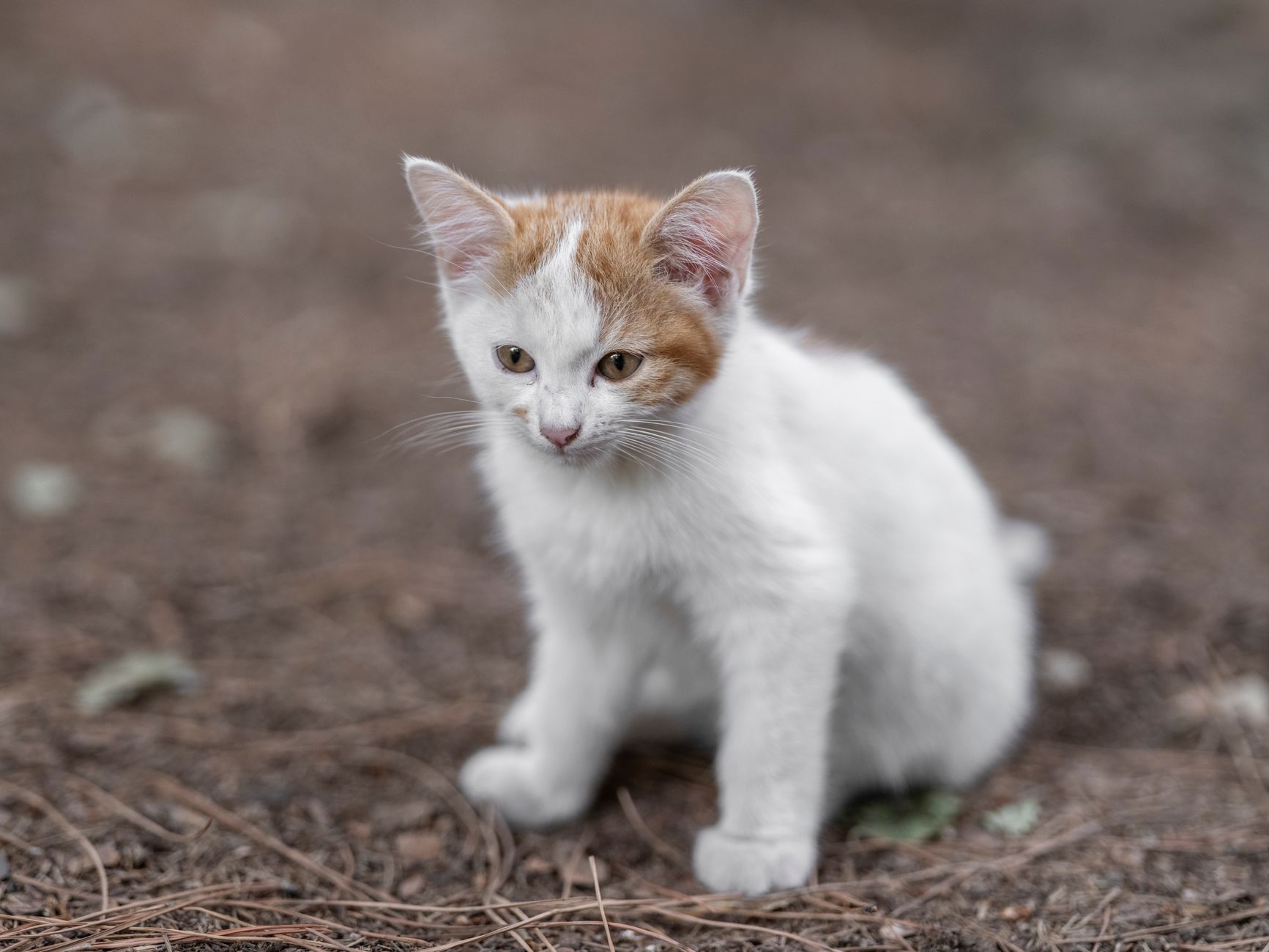 When Does A Kitten Become A Cat?
