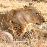 Why Lions and Bobcats Cannot Produce Offspring: Understanding Feline Reproduction Differences