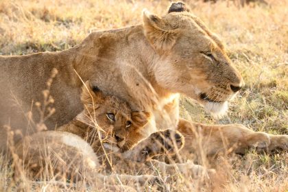 Why Lions and Bobcats Cannot Produce Offspring: Understanding Feline Reproduction Differences 8 Why Lions and Bobcats Cannot Produce Offspring: Understanding Feline Reproduction Differences
