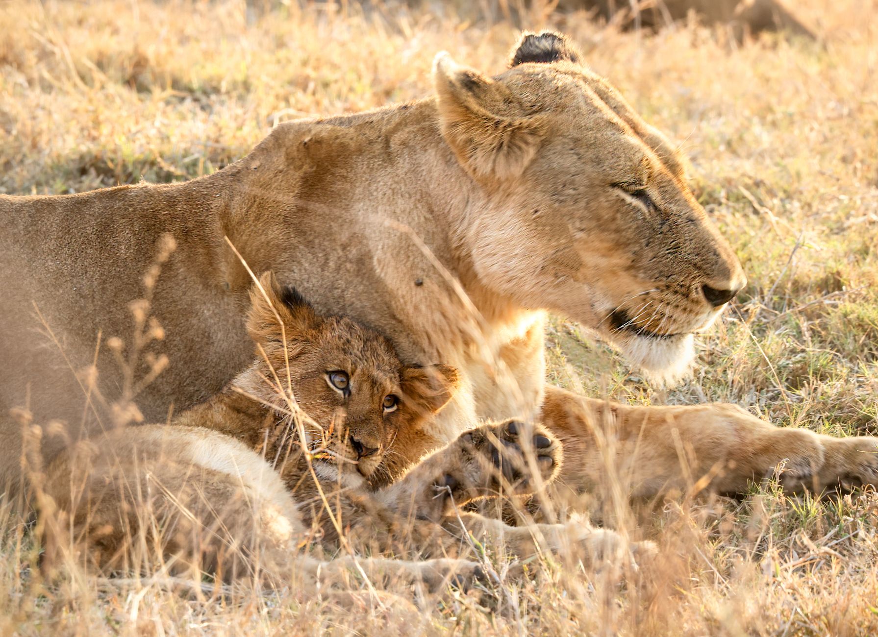 Why Lions and Bobcats Cannot Produce Offspring: Understanding Feline Reproduction Differences