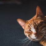 How Do Cats Purr? 2 How Do Cats Purr?