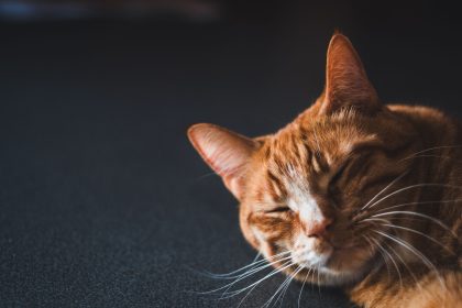 How Do Cats Purr? 9 How Do Cats Purr?