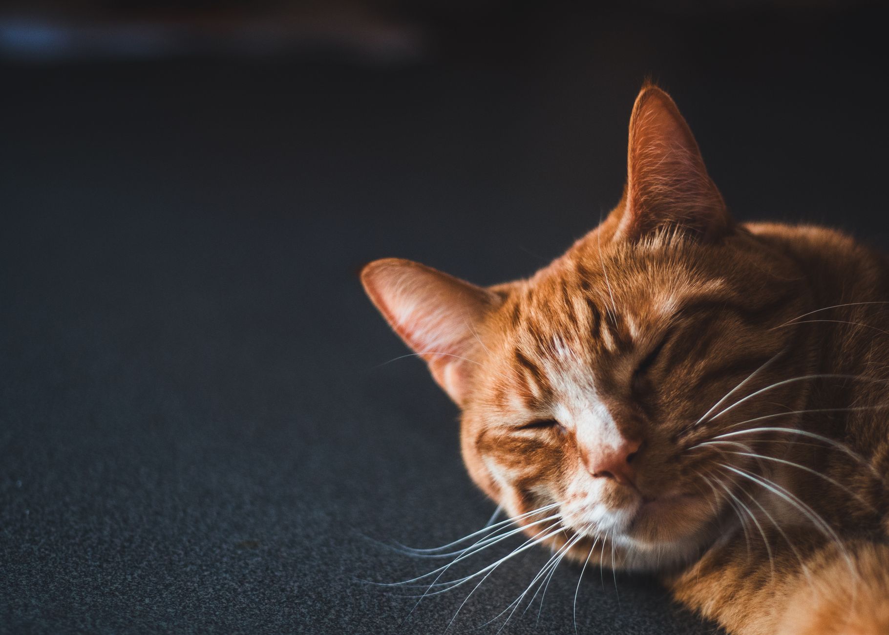 How Do Cats Purr?