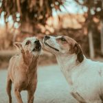 Why Dogs Bark and How to Teach Them Better Communication