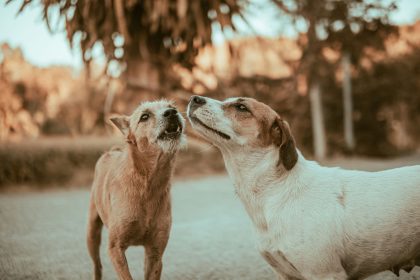 Why Dogs Bark and How to Teach Them Better Communication 1 Why Dogs Bark and How to Teach Them Better Communication