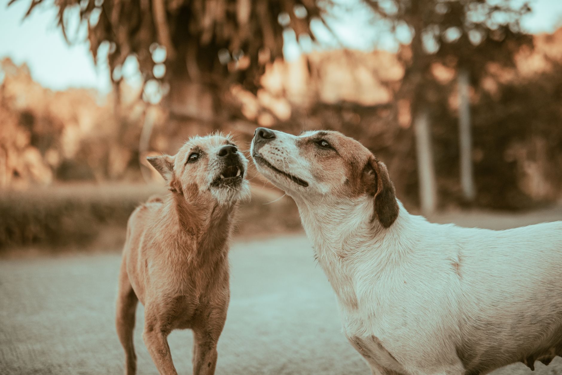 Why Dogs Bark and How to Teach Them Better Communication 1 Why Dogs Bark and How to Teach Them Better Communication