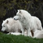 The Origins of Dogs: How Wolves Became Our Closest Animal Companions 2 The Origins of Dogs: How Wolves Became Our Closest Animal Companions