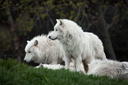 Are Wolves and Dogs the Same Animal? Understanding Their Evolutionary Connection