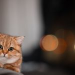 When Should You Take A Cat To Get Neutered?