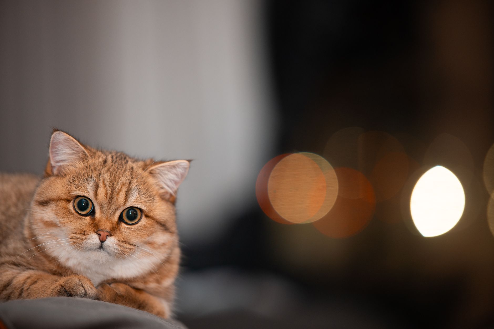 When Should You Take A Cat To Get Neutered? 1 When Should You Take A Cat To Get Neutered?