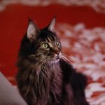 pexels photo 20380156