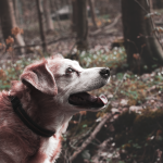 When Does a Dog Become a Senior? Understanding Age, Size, and Signs of Aging
