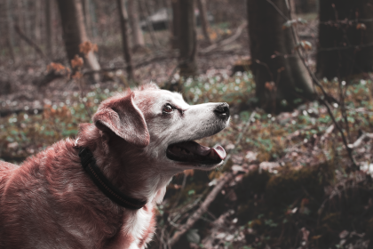 When Does a Dog Become a Senior? Understanding Age, Size, and Signs of Aging