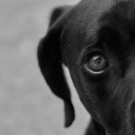 How to Identify a Dog Breed: Key Features That Reveal a Dog’s Background