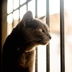 Why Do Cats Pummel? 3 Why Do Cats Pummel?
