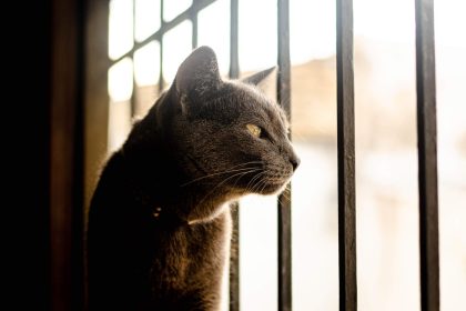 Why Do Cats Pummel?