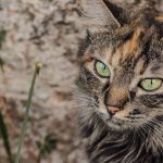 When Do Female Cats Go Into Heat?