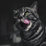 Why Do Cats Lick Plastic? 3 Why Do Cats Lick Plastic?