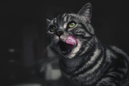 Why Does My Cat Lick Me?