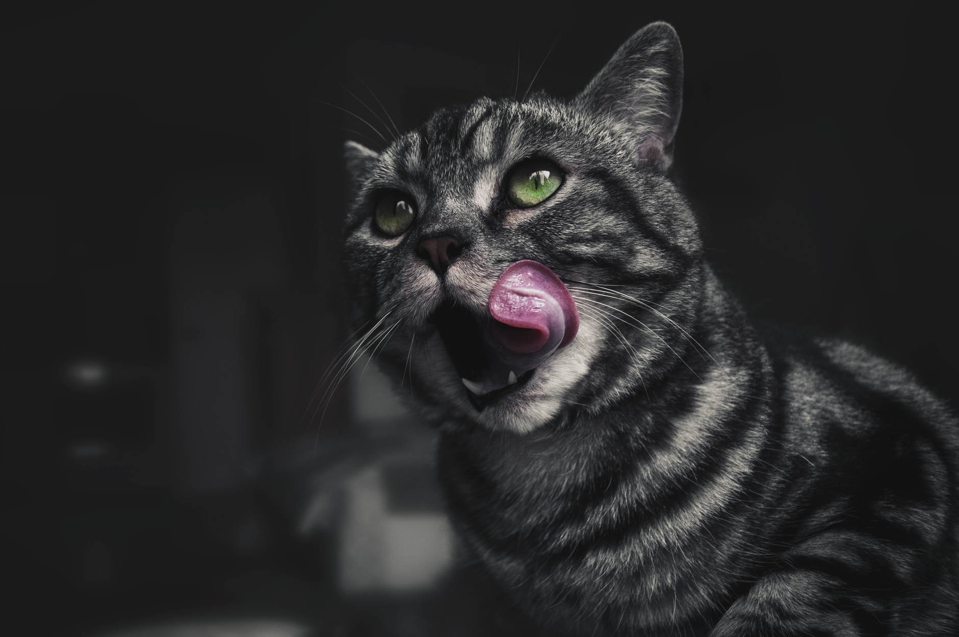 Why Do Cats Lick Plastic? 1 Why Do Cats Lick Plastic?