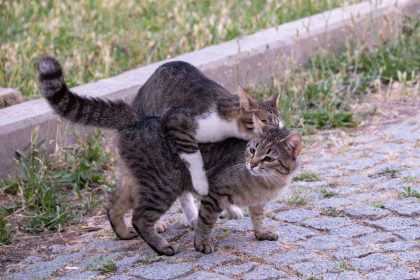 How Often Do Cats Go Into Heat? 7 How Often Do Cats Go Into Heat?