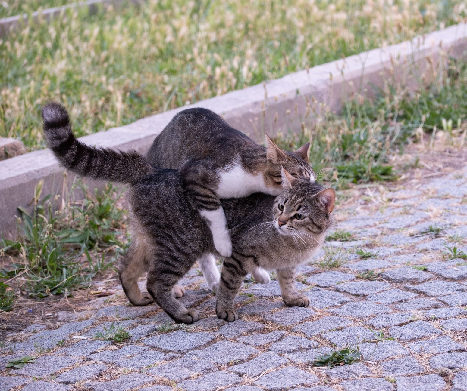 How Often Do Cats Go Into Heat?