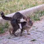 Why Do Cats Scream When Mating? 2 Why Do Cats Scream When Mating?