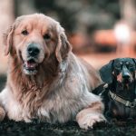 Finding the Dog Breed That Matches Your Personality and Lifestyle 2 Finding the Dog Breed That Matches Your Personality and Lifestyle