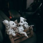 Finding the Right Dog Breed for Your Lifestyle: A Practical Guide Before You Adopt