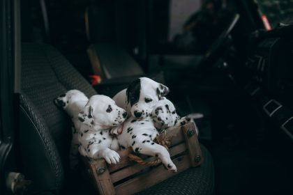 Finding the Right Dog Breed for Your Lifestyle: A Practical Guide Before You Adopt