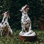 Dangerous Foods for Dogs: What Ingredients Should Stay Out of Their Bowl? 2 Dangerous Foods for Dogs: What Ingredients Should Stay Out of Their Bowl?