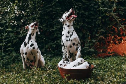 Dangerous Foods for Dogs: What Ingredients Should Stay Out of Their Bowl? 5 Dangerous Foods for Dogs: What Ingredients Should Stay Out of Their Bowl?