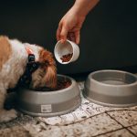 Safe and Unsafe Foods for Dogs: A Practical Guide to What Your Pet Can Eat
