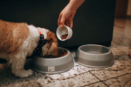 What Do Dogs Eat? A Guide to Understanding a Dog’s Natural Diet 5 What Do Dogs Eat? A Guide to Understanding a Dog’s Natural Diet