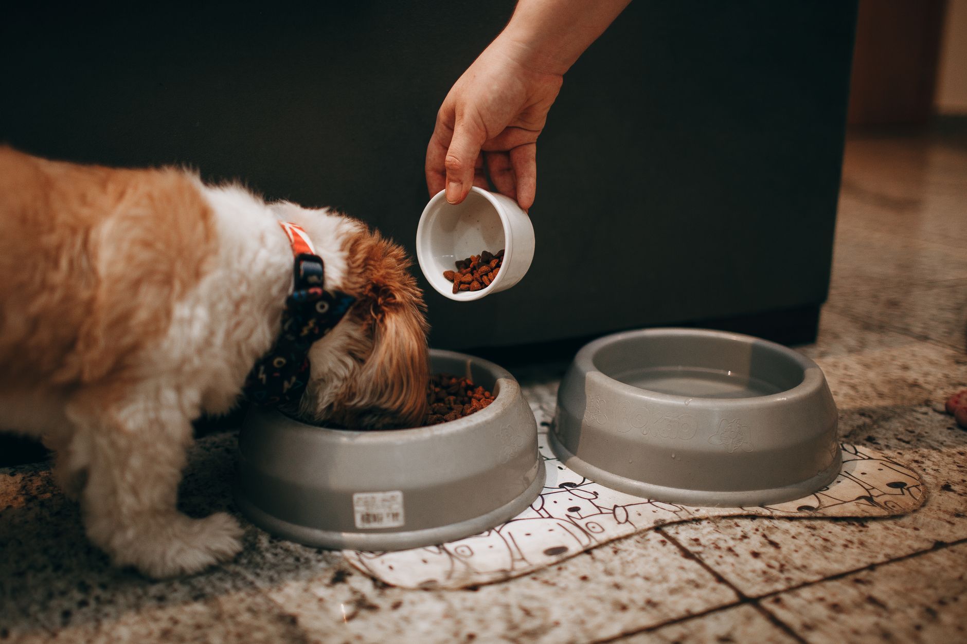 What Do Dogs Eat? A Guide to Understanding a Dog’s Natural Diet 1 What Do Dogs Eat? A Guide to Understanding a Dog’s Natural Diet