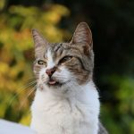 Why Do Cats Salivate?