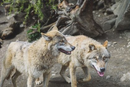 The Origin of Dogs: How Humans and Wolves Created the Modern Canine 2 The Origin of Dogs: How Humans and Wolves Created the Modern Canine