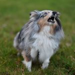 Practical Ways to Reduce Excessive Dog Barking Without Stressing Your Pet