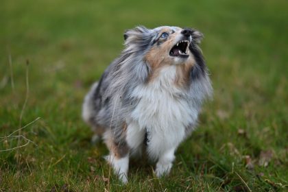 How to Teach a Dog to Bark Less Without Creating Fear or Stress