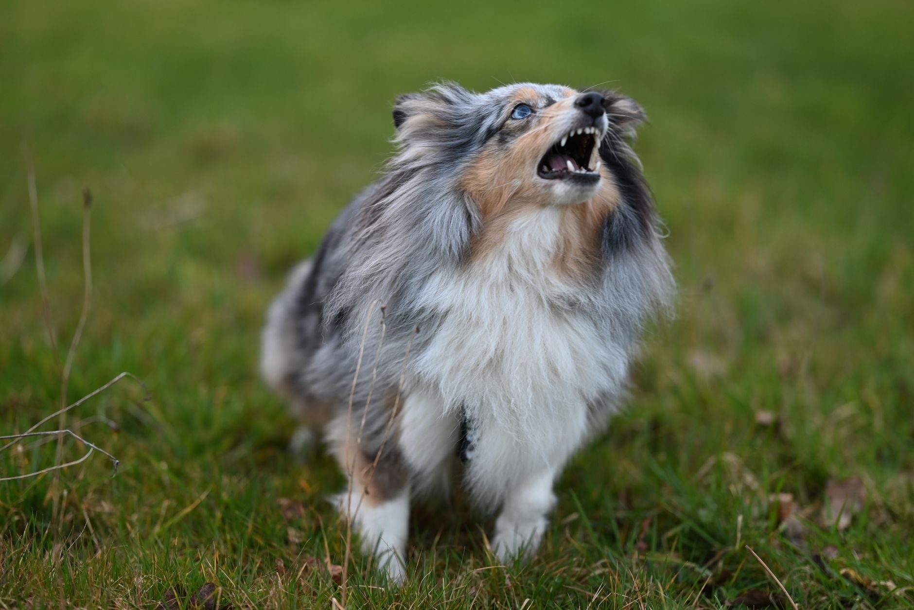How to Teach a Dog to Bark Less Without Creating Fear or Stress