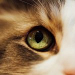 What Colors Can Cats See? Understanding the World Through Feline Vision