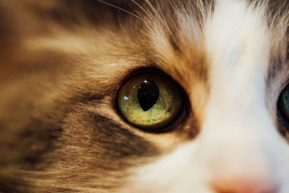 What Colors Can Cats See? Understanding the World Through Feline Vision