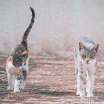 Why Do Cats Shake Their Tails?