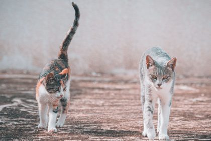 Why Do Cats Shake Their Tails?