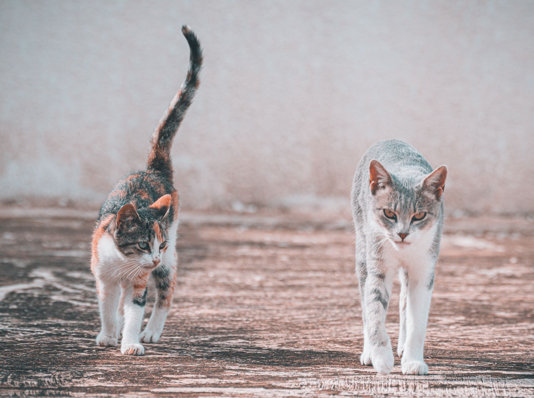 Why Do Cats Shake Their Tails?