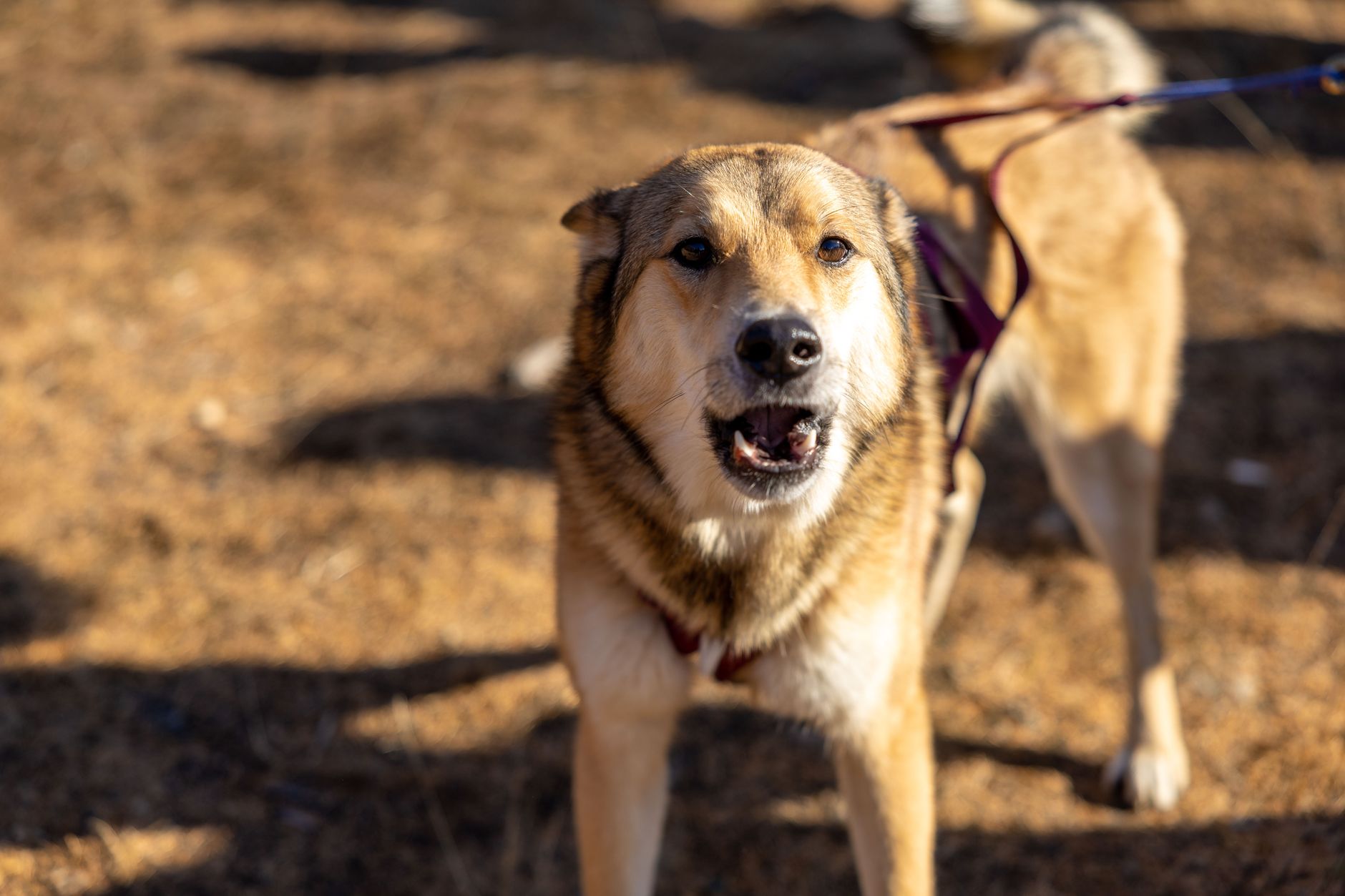 How to Reduce Excessive Dog Barking: Understanding the Cause Before Training 1 How to Reduce Excessive Dog Barking: Understanding the Cause Before Training